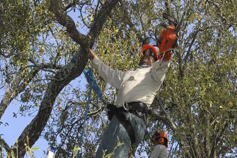 What is it called when you trim a tree?