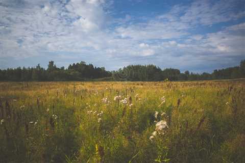 Meadow XXXIII