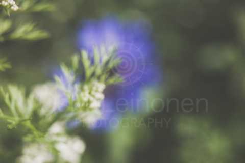 Abstract Flowers III (Blue And White)