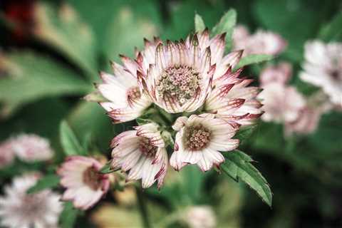 Aesthetic Closeup Flowers I