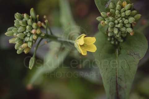 Aesthetic Closeup Flowers II