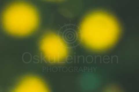 Abstract Flowers XI (Yellow Drops)