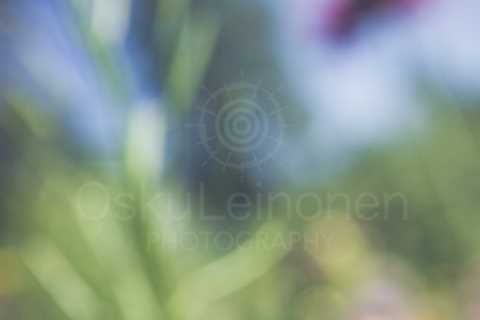 Abstract Flowers VII (Lean)