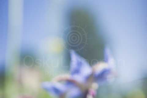 Abstract Flowers VI (Meadow)