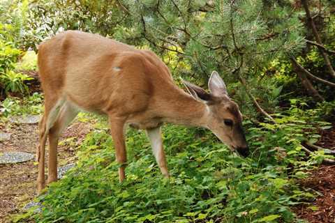 5 Ways to Deter Deer From Eating Your Plants and Shrubs