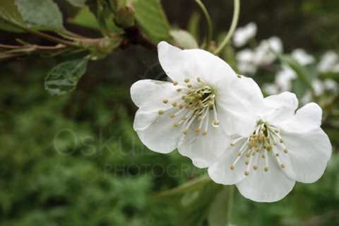 Cherry Blossoms In Pispala Garden XI