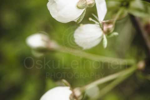 Cherry Blossoms In Pispala Garden VIII