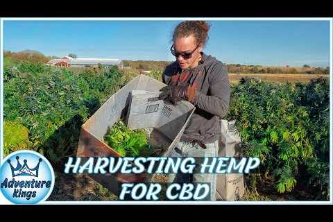 HEMP for CBD | Industrial HEMP HARVEST for CBD