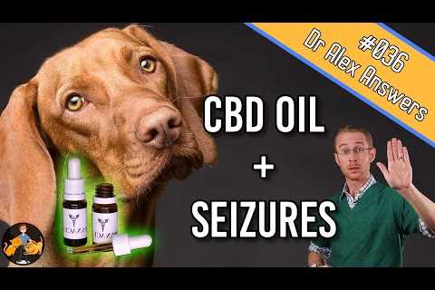 CBD Oil and Seizures in Dogs (the best treatment?) – Dog Health Vet Advice