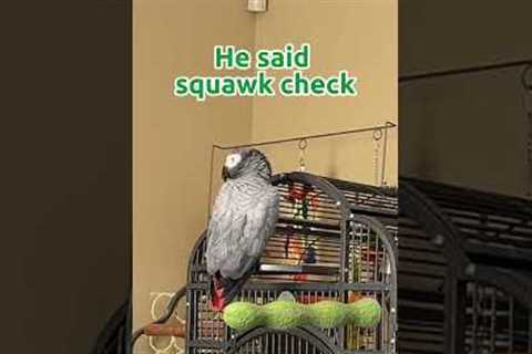 Squawk Check 🐦✅ #talkingparrot #africangrey #shorts