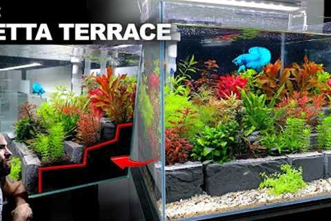 The Betta Terrace: Blue Dragon Betta Cube Aquarium (Aquascape Tutorial)