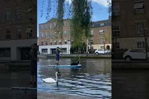 Doggy Paddelling in Dublin Grand Canal #dublin #ireland #dog #dogs