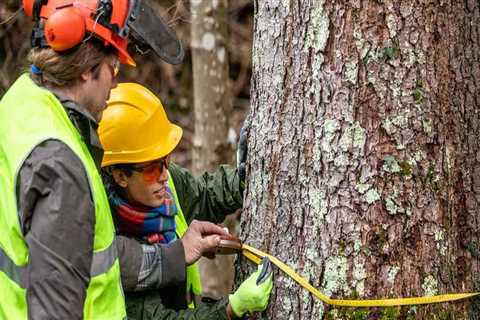 What Protective Clothing Should Tree Service Workers Wear?