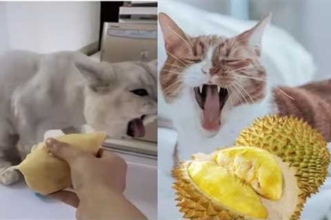 Funny Cats Reaction To Smelling Durian-Cute and Funny Cat Videos Compilation #08