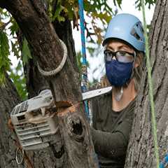What is a technical arborist?