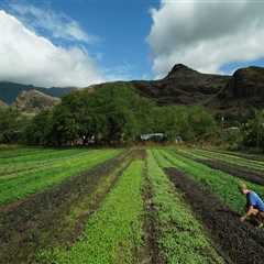 Organic Produce in Oahu: Exploring the Local Farms