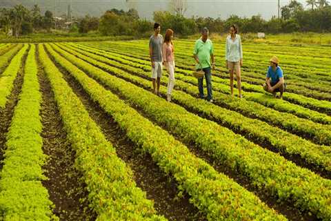 Organic Produce from Community Supported Agriculture Programs in Oahu