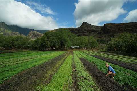 Organic Produce in Oahu: Exploring the Local Farms