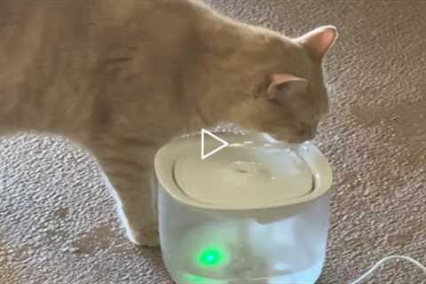 PETEMPO Cat Water Fountain with Wireless Pump