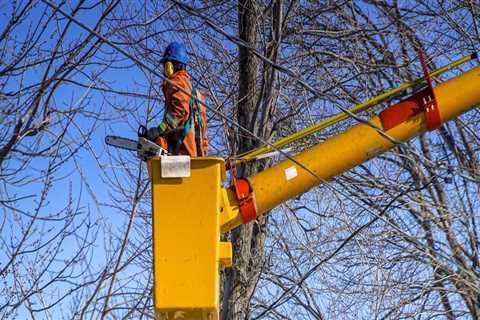 Why Hiring Professionals With Proper Tree Service Equipment Is Essential For Tree Trimming In Durham