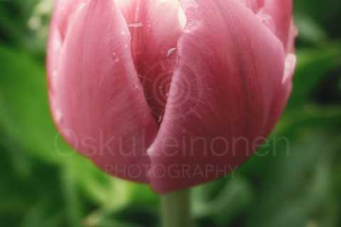 Tenderly Pink Flower II