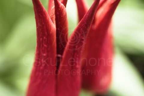 So Red (Flower) II