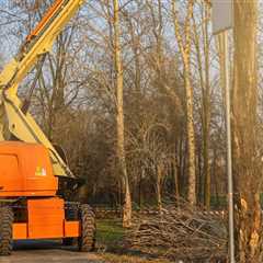 A Tree's Tale: The Impact Of Professional Tree Service Equipment On Tampa's Urban Environment
