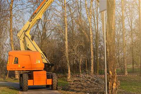 A Tree's Tale: The Impact Of Professional Tree Service Equipment On Tampa's Urban Environment