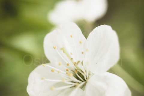 Cherry Blossoms In Pispala Garden IX