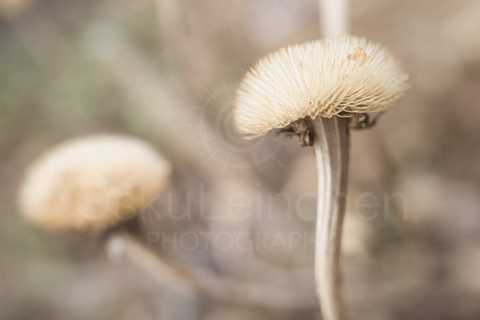 Twelve Bokeh Flowers V