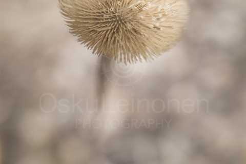 Twelve Bokeh Flowers III