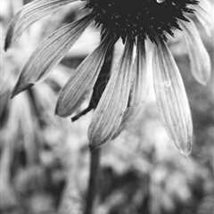 Flower And Snow Black And White Photo I
