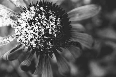 Flower And Snow Black And White Photo II