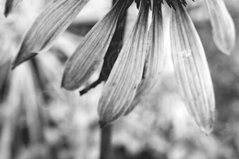 Flower And Snow Black And White Photo I