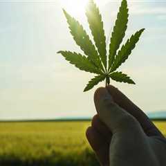 The Ultimate Guide to Obtaining a Cultivation License for Dispensaries in Maricopa County, Arizona