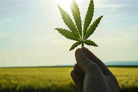 The Ultimate Guide to Obtaining a Business License for Dispensaries in Maricopa County, Arizona