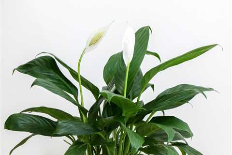 Found the £5.50 Aldi Plant That Actually Fights Mould (And I'm Obsessed)