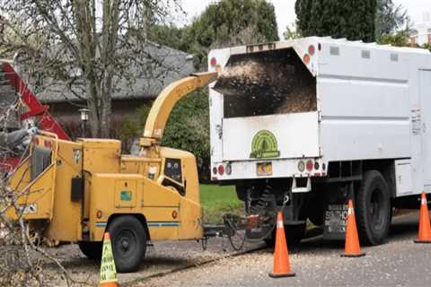 Professional Tree Service Equipment and Removal in Warminster