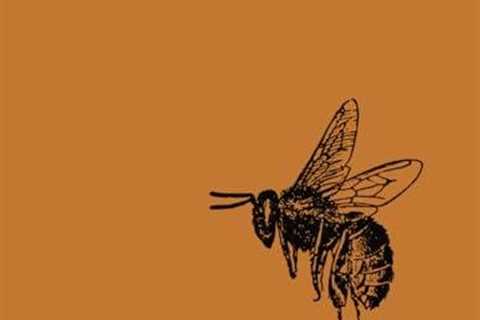 Beekeeping Basics: A Friendly Guide for Beginners